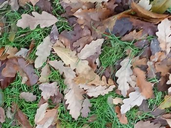 leaf