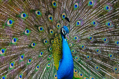 Peacock with feathers out