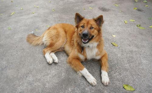 Portrait of dog on road