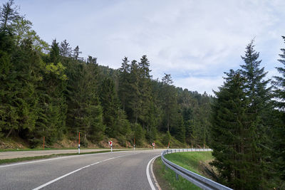 Spring  road between trees in the german forest schwarzwald