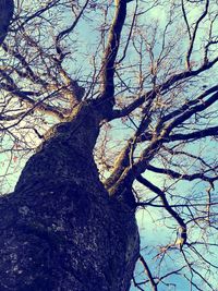 Low angle view of bare trees
