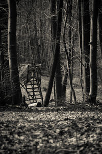 View of trees in forest