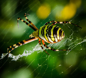 Close-up of spider on web