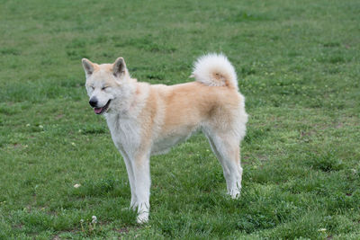 Close-up of dog on grass