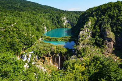 Scenic view of lake amidst trees in forest