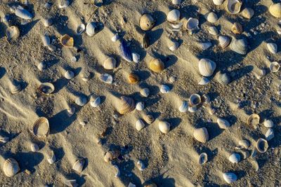 Full frame shot of seashells on sand