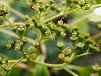 Close-up of fresh green plant