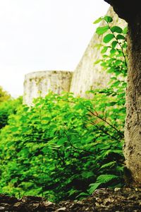Low angle view of plants against building