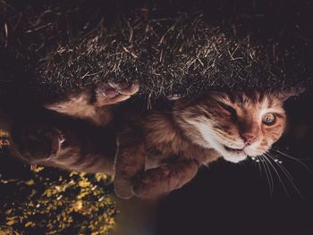 Close-up of a cat