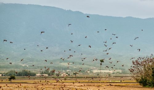 Flock of birds flying over field against sky