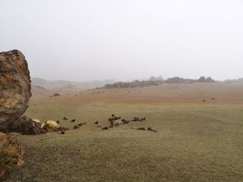 Scenic view of foggy landscape