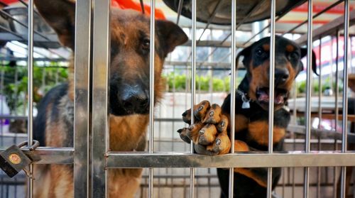 Close-up of dogs in cage