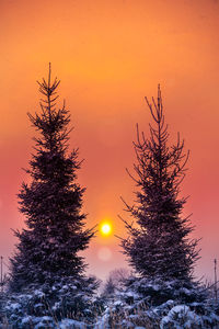 Beautiful sunrise scenery with snowy spruce trees in the country.