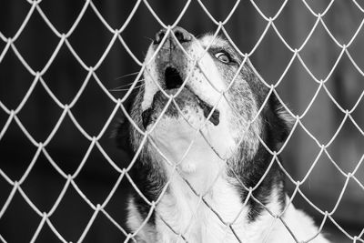 Close-up of chainlink fence in cage