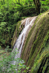 Scenic view of waterfall in forest