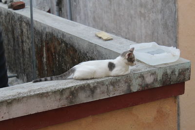 Cat sitting on retaining wall