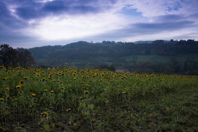 Scenic view of field against sky