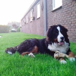 Dog relaxing on field