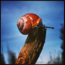 Close-up of snail