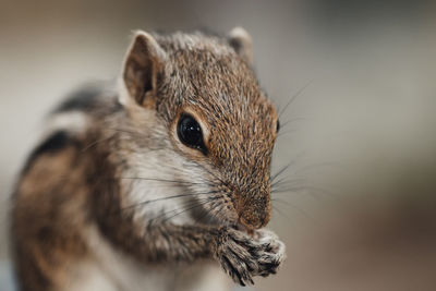 Close-up of squirrel