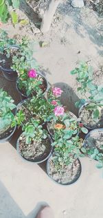 High angle view of potted plants in yard