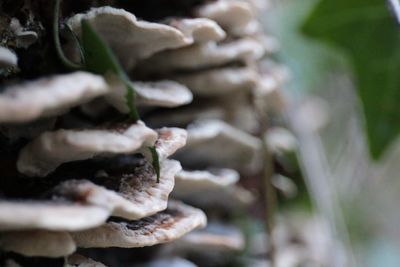 Close-up of hand feeding snake