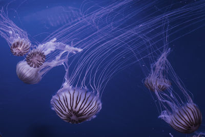 Close-up of violet  jellyfish swimming in sea