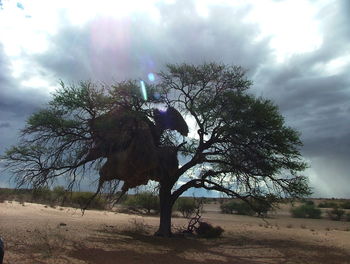 Tree on field against sky