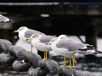 Seagulls perching on chain