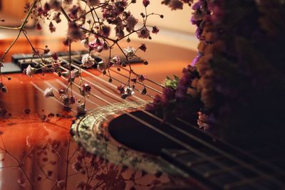 Close-up of flowering plant on guitar in lake