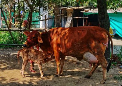 Cow standing in a farm