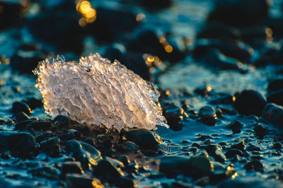 Close-up of rock in sea