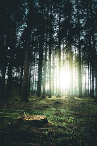 Trees in forest