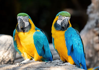 Close-up of parrot perching on wood