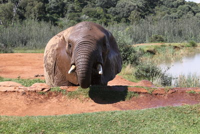 View of elephant drinking water