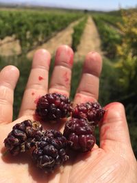 Close-up of hand holding fruits