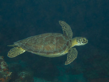 Chelonia mydas, the green sea turtle