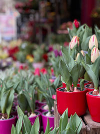 Close-up of potted plant