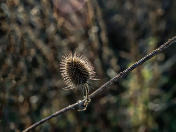 Close-up of wilted plant