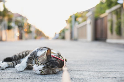 Cat resting on a footpath