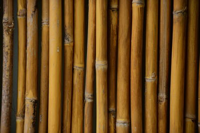 Full frame shot of bamboos