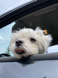 Portrait of white dog in car