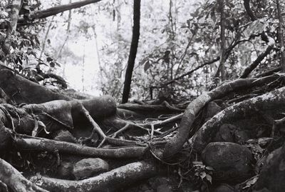 Close-up of tree trunk in forest