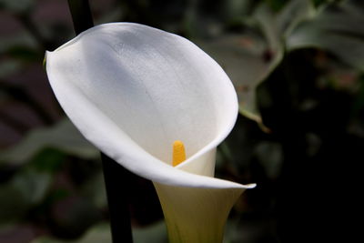 Close-up of white flower