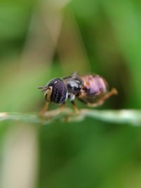 Close-up of insect on plant