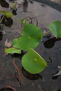 High angle view of leaves floating on water