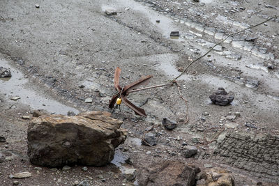 Close-up of insect on wall