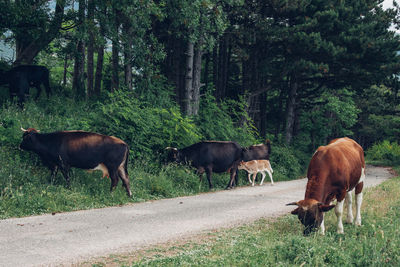 Cows grazing on field by road