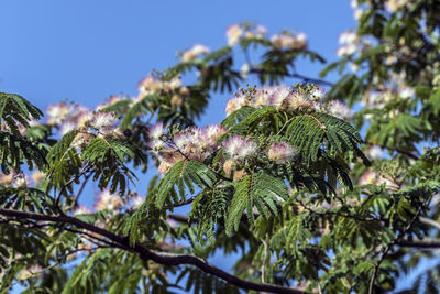 Low angle view of a tree