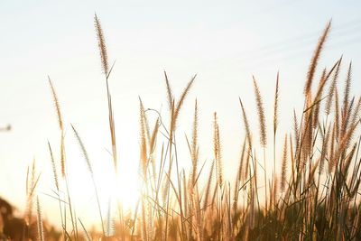 Close-up of stalks in field against sky